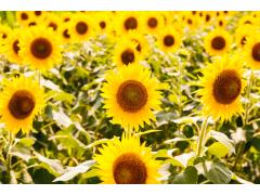 ☆嬉しい登録特典♪新規登録キャンペーン実施中☆北海道の応援求人！札幌・旭川地へのアクセスも◎嬉しい無料住宅☆