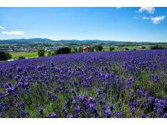 四季折々を感じる風光明媚な観光名所☆大人気トラベルナース求人☆住宅完備☆札幌にも旭川にもアクセス◎